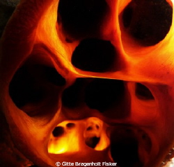 Sponge at night by Gitte Bragenholt Fisker 